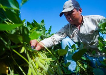 Soya boliviana generó más de $us 12.000 millones en exportaciones en una década y fortalece la